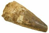 Fossil Spinosaurus Tooth - Feeding Worn Tip #344534-1